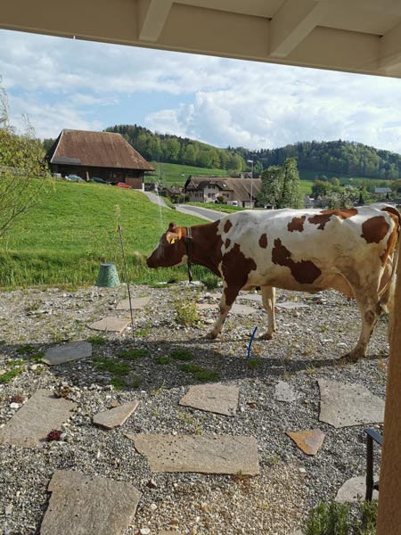Vastu-Beratung Grundstück aussuchen mit Kuh zur Besuch
